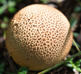 round mushroom