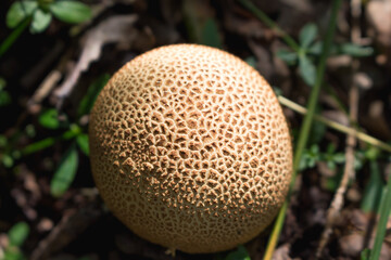 round mushroom