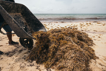 Unrecognizable mexican worker collecting sargassum seaweed from beaches © Amparo Garcia