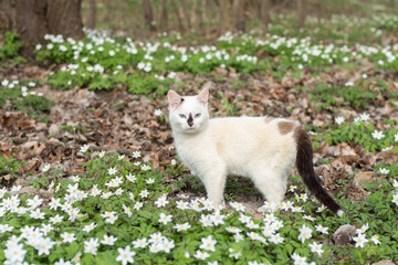 Naklejka na ściany i meble white cat in the spring forest