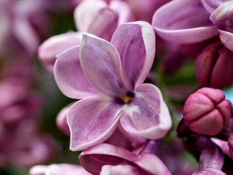 fleur de lilas mauve macro