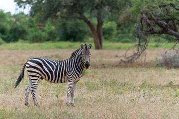 Zebra.  Plains zebra (Equus quagga, formerly Equus burchellii), also known as the common zebra walking around in Mashatu Game Reserve in the Tuli Block in Botswana