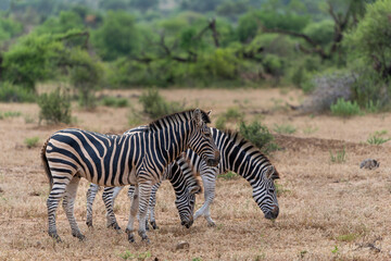 Obraz na płótnie Canvas Zebra. Plains zebra (Equus quagga, formerly Equus burchellii), also known as the common zebra walking around in Mashatu Game Reserve in the Tuli Block in Botswana