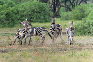 Zebra.  Plains zebra (Equus quagga, formerly Equus burchellii), also known as the common zebra walking around in Mashatu Game Reserve in the Tuli Block in Botswana