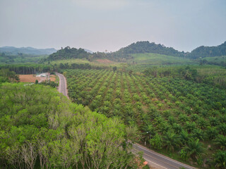 Aerial view of asphalt road through the tropical forest