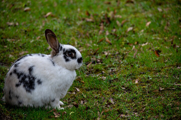 Rabbit sitting on green grass