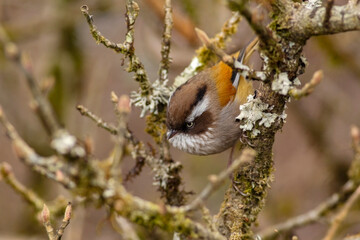 A White Browed Fulvetta bird taking rest on a tree top at Sandakphu, West Bengal.