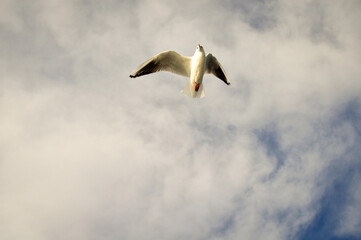 White seagulls flying freely in their habitat and blue sky