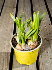 Narcissus, or daffodiles in a yellow plastic pot on rustic wooden terrace deck