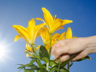Female person handling yellow lily flowers, towards blue sky, low angle shot, with natural sun ray