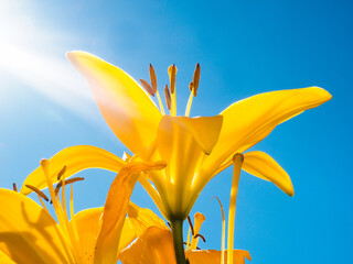 Yellow lily flower towards blue sky, low angle shot, sun ray