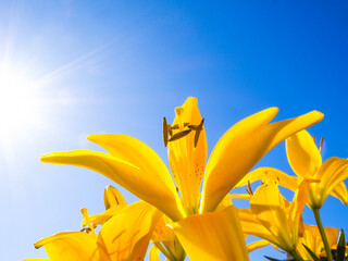 Yellow lily flower towards blue sky, low angle shot, sun ray