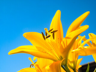 Yellow lily flower towards clear blue sky, low angle shot, sun ray isolated with copy space