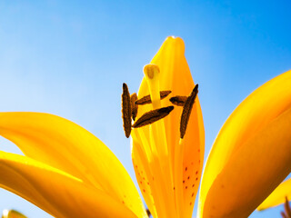 Yellow lily flower towards clear blue sky, low angle shot, sun ray isolated with copy space