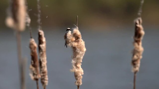 An Eurasian penduline on the reeds is looking for food. The fluff flies in the wind. The Eurasian penduline tit (Remiz pendulinus) is a passerine bird of the genus Remiz. Slow Motion (120 fps).