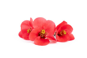 Japanese Quince (Chaenomeles japonica) in bloom on white background.