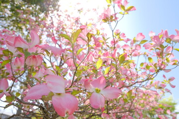 光とハナミズキ