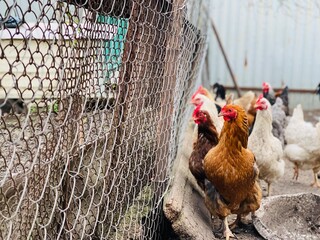 Chicken walking on street paddock. Home farm animals.