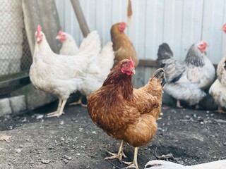 Chicken walking on street paddock. Home farm animals.
