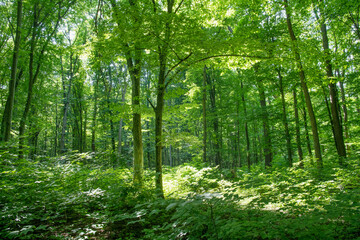Sunlight in the green forest, spring time