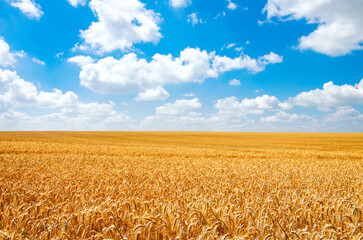 Naklejka premium Wheat field and blue sky with clouds