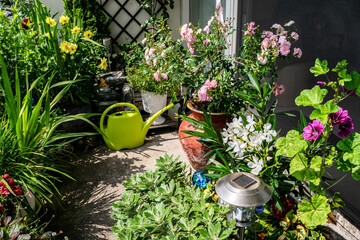 Flowers on the balcony garden. Greening the balcony.  Flower pots on the balcony. Urban gardening. 