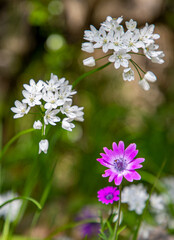 Closeup on a wild broad-leaved anemone flower - Anemone hortensis - with Neapolitan garlic - Allium neapolitanum in the background