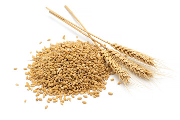 wheat grain and wheat - obrazy, fototapety, plakaty