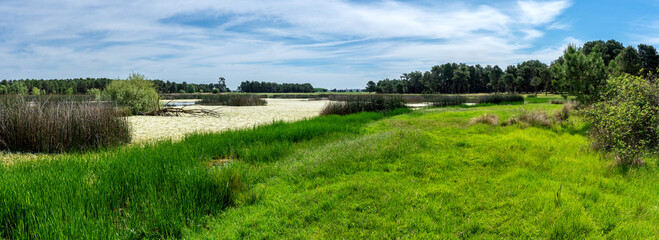 Bonito paisaje de laguna con flores y hierba en un día soleado