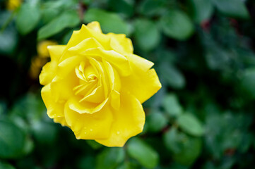 薔薇、バラ、rose