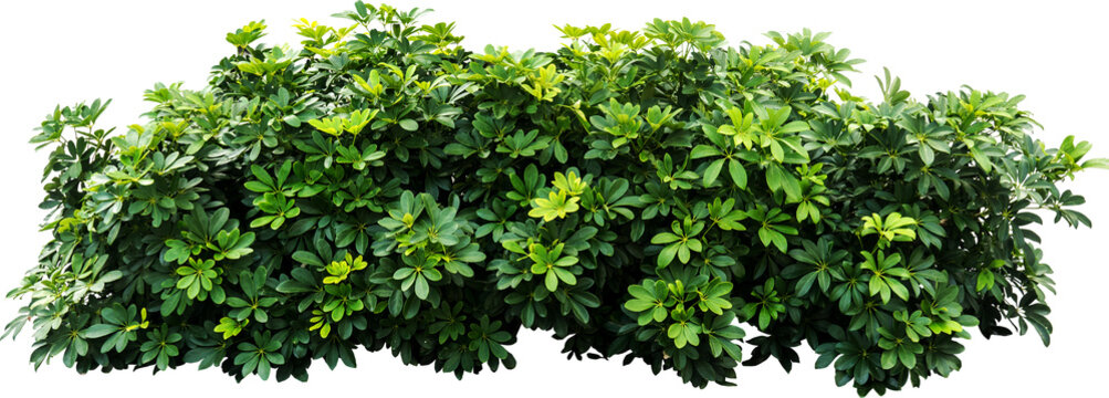 Green Plant Shrubbery Isolated
