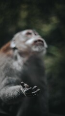 Vertical shot of a cute monkey looking up
