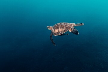 Obraz premium Beautiful sea turtle glides through a tranquil, blue ocean