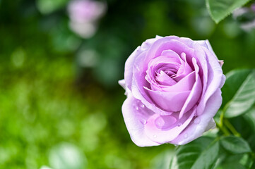 薔薇、バラ、purple rose、紫のバラ