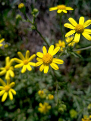 yellow flowers in the garden