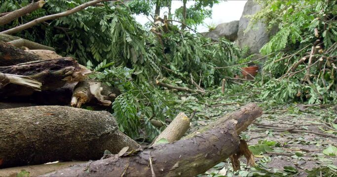 Saman or rain tree branches and bark cut by arborists to prevent safety hazard in residential homes. Big tree care and maintenance for healthy growth. Economic botany and urban forestry concept.