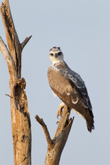 Gran águila coronada (Stephanoaetus coronatus) observando desde un árbol seco