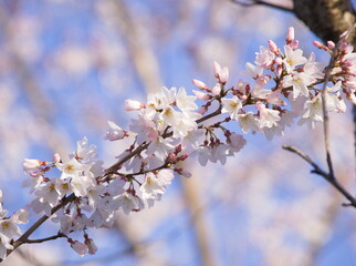 桜
