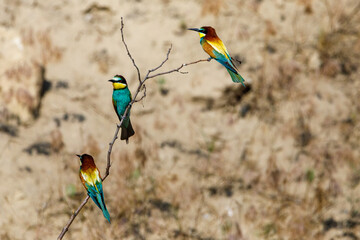 Colorful Bee Eater in the Danube Delta	
