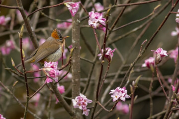 A Yuhina bird taking rest on a tree top at Sandakphu, West Bengal.