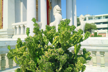 Closeup of Euphorbia Plant with Blurry Guardian Lion of the Ordination Hall of The Marble Temple in...