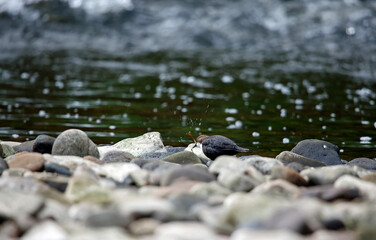 Eurasian dippers on the river