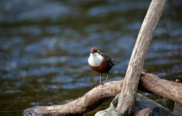 Eurasian dippers on the river