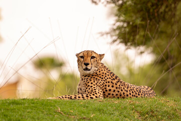 cheetah in the grass