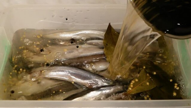 A man transfers capelin to a plastic marinating container. Close-up.