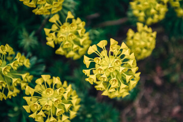 Selective focus of yellow blooming Euphorbia Characias flowers in the park. Evergreen perennial plant in the garden. Top view