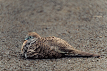 grey bird on the beach