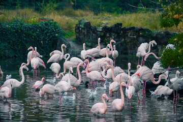 Naklejka premium Pink flamingos at Tête d'Or Park in Lyon, France, standing by the pond during a beautiful autumn afternoon.