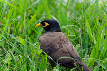 winged blackbird