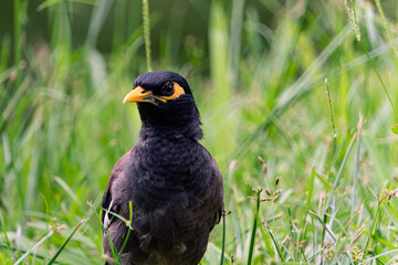 winged blackbird